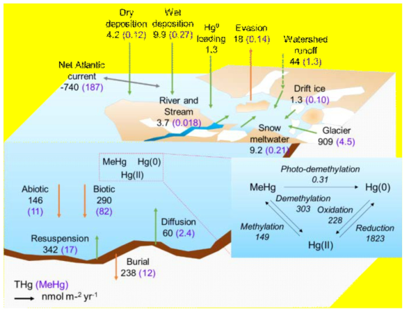 Mass budget of THg and MeHg (in parenthesis) in Kongsfjorden estimated using the SERAFM. Overall input and ouput were calculated as 8367 nmol m-2 yr-1 and 8182 nmol m-2 yr-1 for THg, and as 919 nmol m-2 yr-1 and 955 nmol m-2 yr-1for MeHg