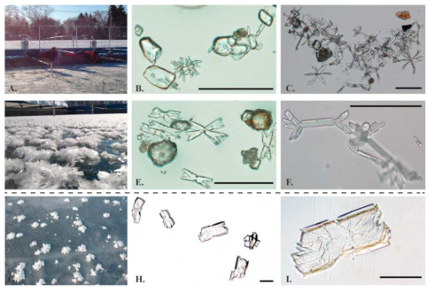 해수 동결 실험으로 형성된 ikaite 및 gypsum 광물 사진(Geilfus et al. 2013)