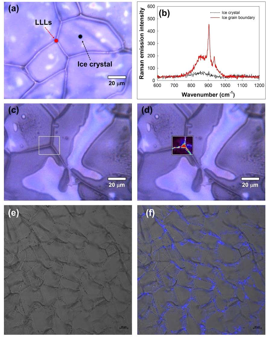 (a and b) Optical image of the frozen Cr6+ with chamomile solution and its Raman spectra in LLLs (site marked with red circle in Fig. 7a) and ice crystal (site marked with black circle in Fig. 7b), (c and d) optical image of the frozen Cr6+ with chamomile solution and its spatial distribution based on the peak intensity at 900 cm-1, (e-f) confocal microscopy image of the frozen Cr6+ with chamomile, and merged image obtained using the DIC image and fluorescence image of chamomile extracts under the conditions of C0 = [Cr6+]i = 1 mM, [chamomile]i = 5.0 g/L, and pHi = 3.5