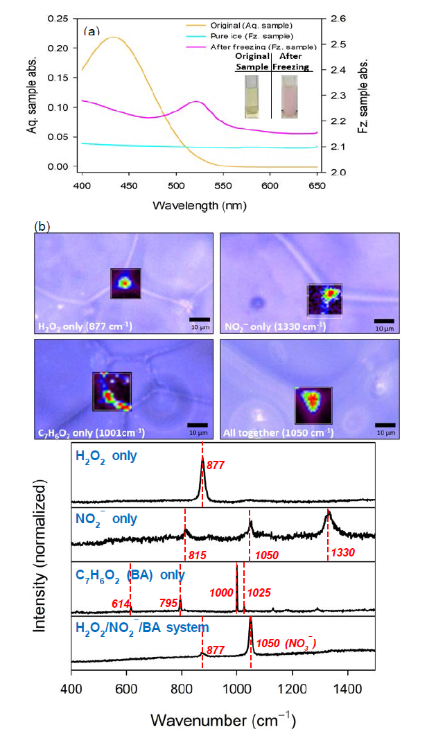 (a) The UV-visible absorption spectra of CR. Insert = the color of cresol red. Experimental conditions: [CR]0 = 10 μM; [H2O2]0 = 1 mM; [NO2 −]0 = 0.5 mM; pHi = 4.0 (adjusted by HClO4); Temperature: the frozen system (Fz.) = −20 ℃; the aqueous system (Aq.) = 25 ℃. (b) The microscope image of ice grain boundary and the distributions of reagents which are represented by the Raman peak intensity. Note that the peaks were normalized because of the relatively high intensity of NO3 − (1050 cm−1) than the others. Experimental conditions: [H2O2]0 = 40 mM; [NO2 −]0 = 20 mM; [BA]0 = 1 mM; [HCl]0 = 5 mM