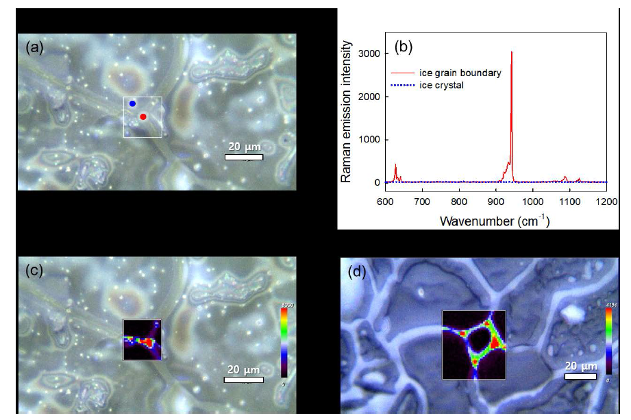 (a) Optical image of the frozen PMS solution. (b) Raman spectra of PMS in the ice grain boundary (site marked with red circle in a) and ice crystal (site marked with blue circle in a). Spatial distributions of (c) PMS and (d) FFA in the frozen PMS and FFA solutions, respectively. Experimental conditions: [PMS] = 100 μM (for parts a, b, and c), [FFA] = 10 mM (for part d), pH 3.0, and freezing temperature = decrease from 0 to −20 °C at a rate of −1.5 °C/min