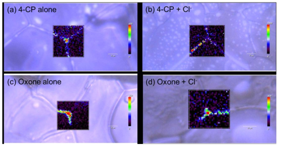 Spatial distributions of (a and b) 4-CP and (c and d) Oxone in the frozen solutions in the (a and c) absence and (b and d) presence of Cl−. Experimental conditions: [Oxone] = 1 mM, [Cl−] = 5 mM, [4-CP] = 1 mM, pHi 4.0, freezing temperature = −20 °C, and freezing time = 1 h