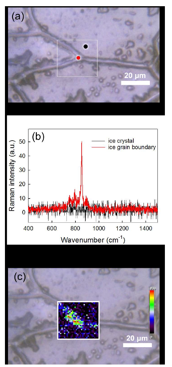 (a) Optical image of a frozen Cr(VI) solution, (b) Raman spectra measured at the ice grain boundary (red circle) and ice crystal (black circle) in (a), and (c) Cr(VI) concentration distribution image of frozen Cr(VI) solution. Experimental conditions: [Cr(VI)] = 1 mM, pH = 3.0, and freezing temperature = 0 → −20 °C at a rate of −1.5 °C/min