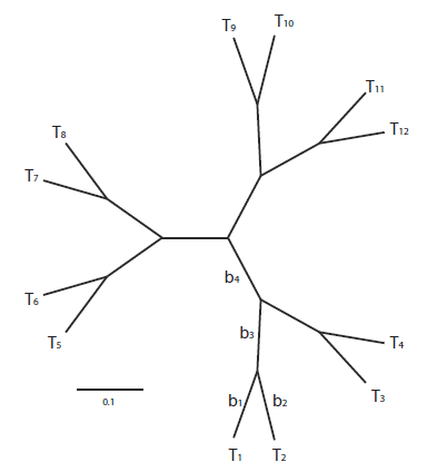 Phylogeny of 12 taxa for simulation. All branch lengths are 0.1 substitutions per nucleotide site