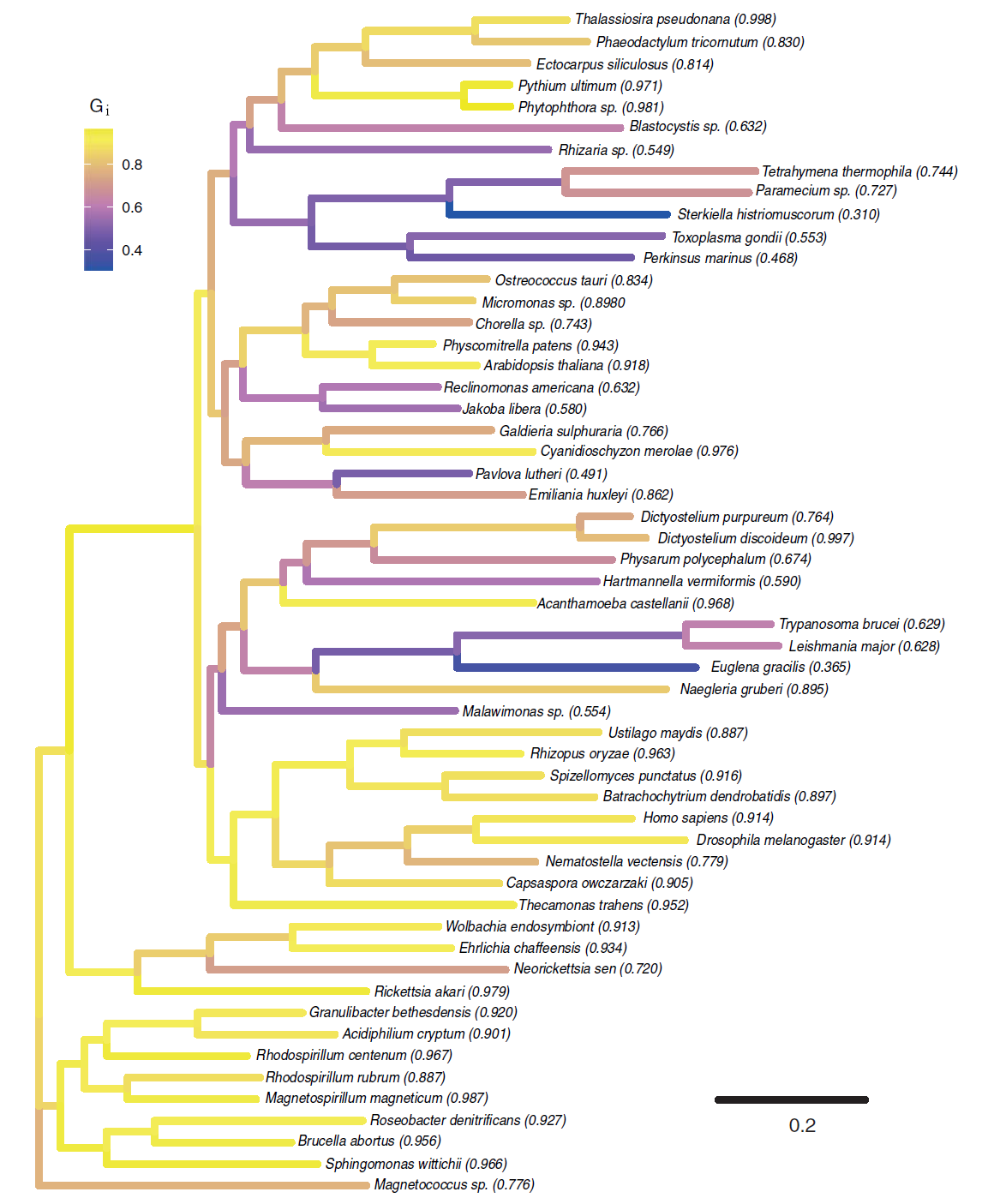 G-Factor (Gi) estimates for the eukaryote data with the LG+Gamma model. Each branch is shaded according to its Gi estimate. The proportion of nongaps for each taxon is shown in parentheses following its name