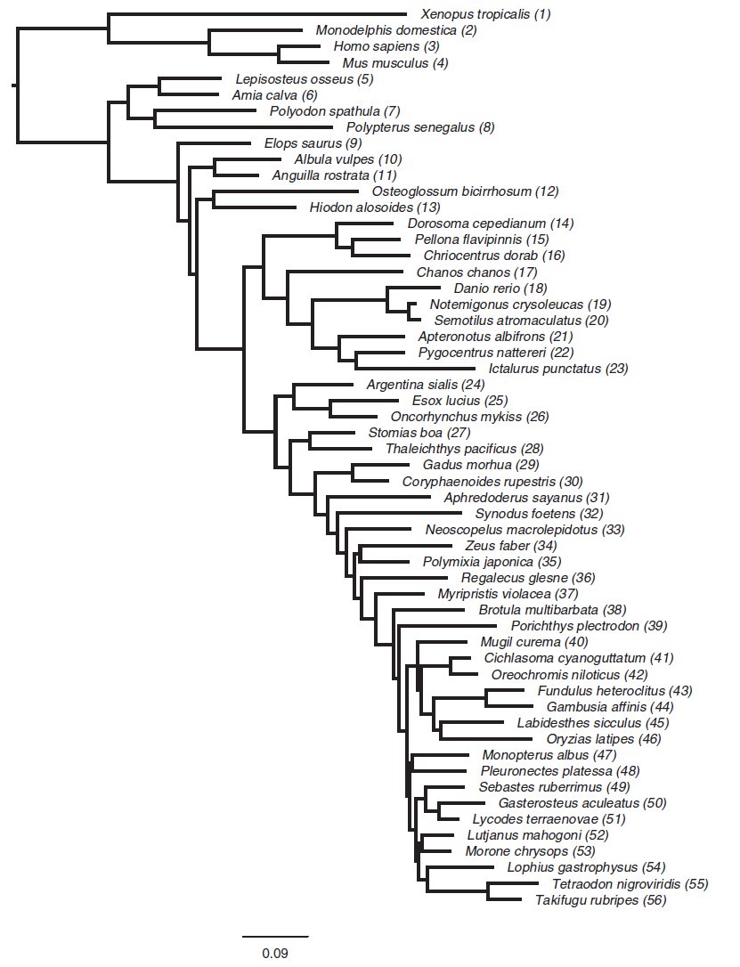 Maximum likelihood phylogeny of ray-finned fish taxa. Each taxon name is followed in the parentheses by the taxon number that is used in Table 2