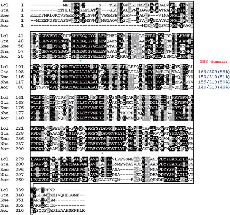 Primary sequence alignment of Lichenicola cladoniae PAMC 26568 GH8 endo-β-1,4-glucanase and its structural homologs. Sequences (GenBank accession numbers): Lcl, L. cladoniae PAMC 26568 endo-β-1,4-glucanase (ON016586); Gta, Gluconacetobacter takamatsuzukensis glycosyl hydrolase family 8 (WP_182950054); Kme, Komagataeibacter medellinensis NBRC 3288 endo-β-1,4-glucanase (BAK84916); Aor, Acetobacter orientalis endo-β-1,4-glucanase (GAN65284); Nha, Novacetimonas hansenii endoglucanase (QOF96800). The identical and similar amino acids are shown by black and gray boxes, respectively. The predicted signal peptide is indicated by a black bar and GH8 domain is outlined by solid line. Highly conserved amino acid residues that play an essential role in biocatalysis are indicated by asterisks