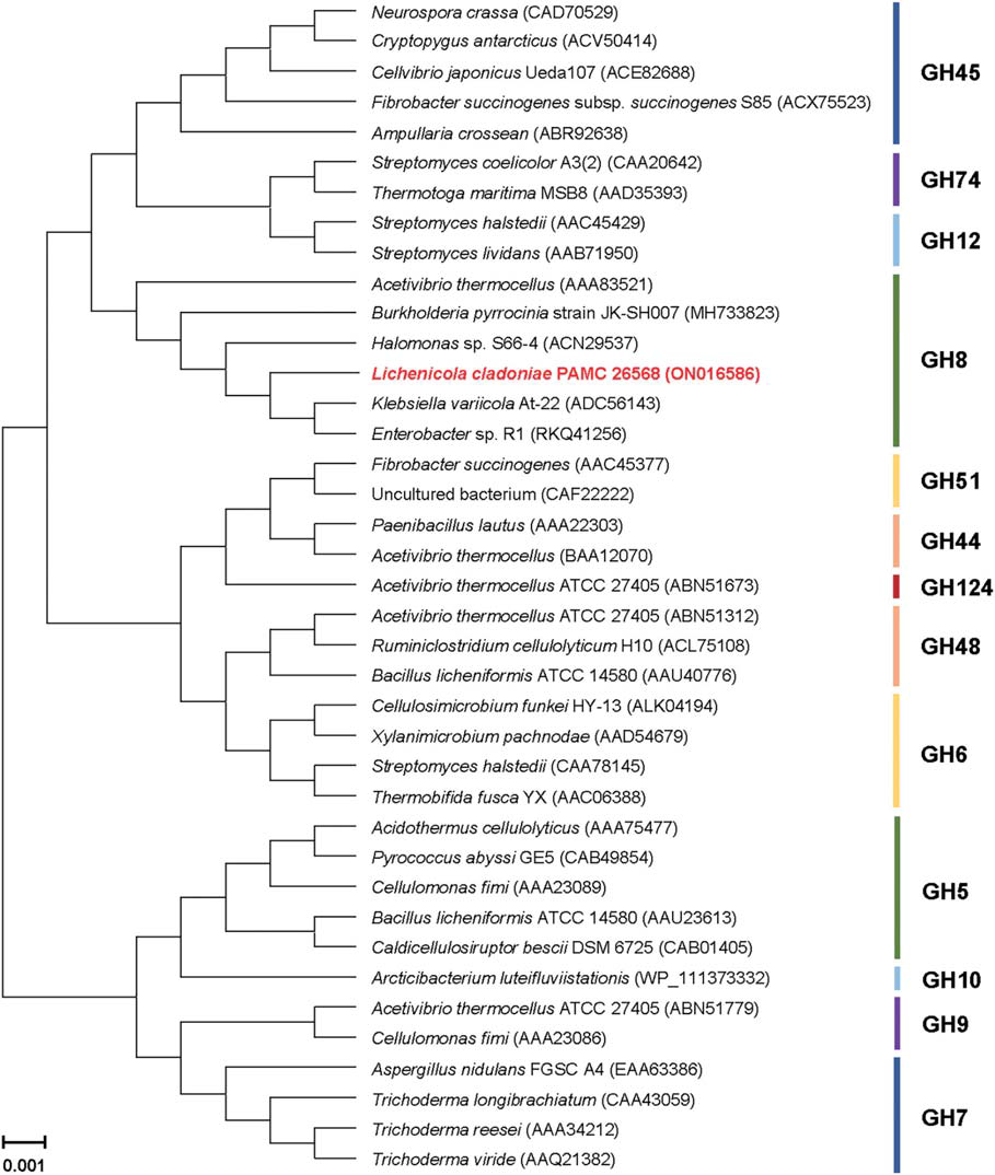 Phylogenetic analysis of Lichenicola cladoniae PAMC 26568 GH8 endo-β-1,4-glucanase (GluL) and its closely related functional homologs. Alignment of the amino acid sequences was achieved using ClustalW in the MegAlign program (DNASTAR Inc., Madison, WI, United States). The protein sequence data employed for phylogenetic analysis were retrieved from the GenBank database