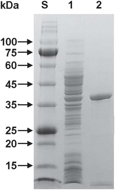 SDS-PAGE of the purified rGluL after affinity chromatography on HisTrap HP. Lane S, standard marker proteins; lane 1, the soluble cell lysate of rGluL-expressing E. coli BL21 after IPTG induction; lane 2, purified rGluL