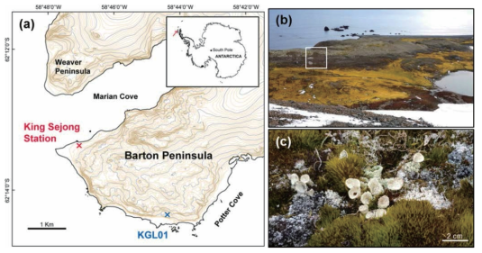 Location and landscape of the study site (KGL01: 62◦1424” S, 58◦4436” W), and an image of C. borealis at the field. (a) KGL01 on the map, placed near Potter Cove in Barton Peninsula. (b) This site has well-distinguished vegetation that consists of mosses and lichens. The area spanning the brown and grey parts was composed of lichens, and our observation was performed at the area indicated by the white box. (c) Several thalli of C. borealis accompanied by the moss Chorisdontium aciphyllum are shown