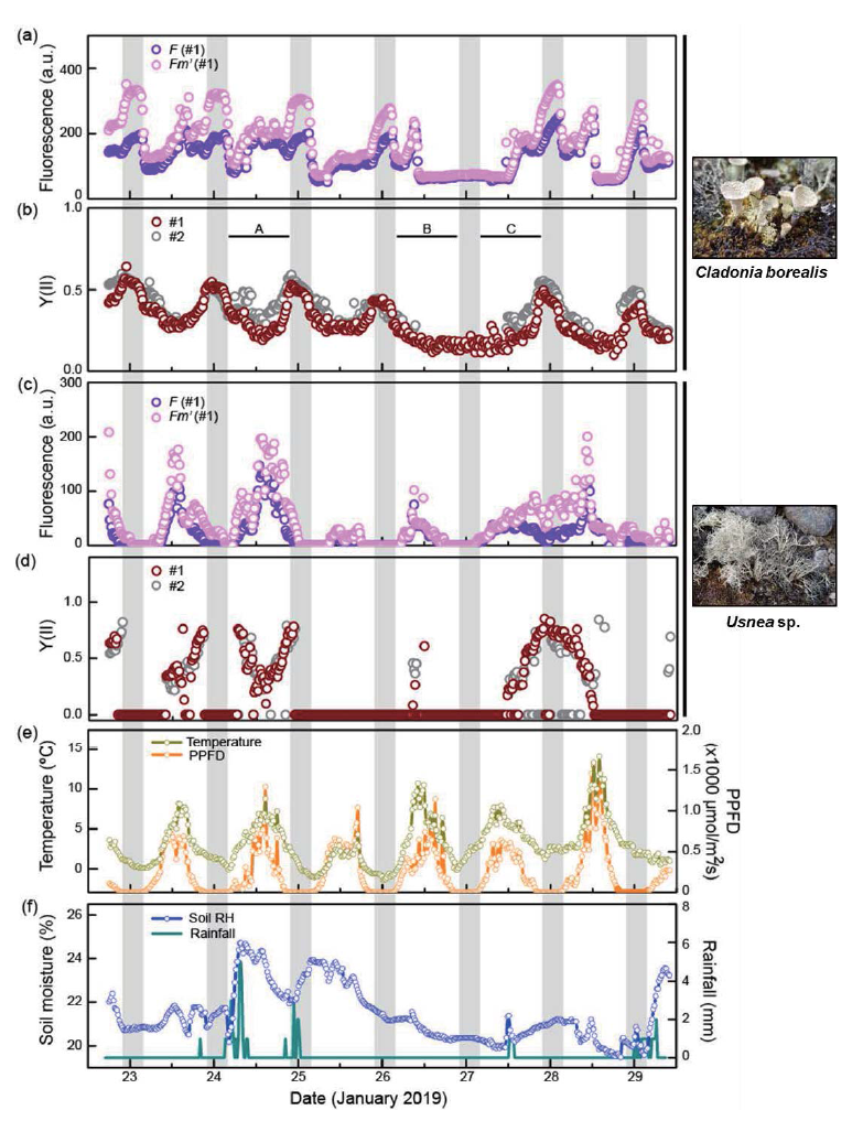 Field observation of the fluorescence (F and Fm’) and Y(II) value of C. borealis and Usnea sp. and microclimate at the site. Grey shading indicates nighttime (10 PM to 4 AM) when photosynthetic photon flux density (PPFD) was less than 10 μmol/m2/s. (a,b) Fluorescence and Y(II) value of C. borealis (c,d) Fluorescence and Y(II) value of Usnea sp. Data were obtained from two individual thalli (Samples #1, #2). Patterns of fluorescence (F and Fm’) of C. borealis and Usnea sp. were similar between the two samples. (e) Changes in temperature (◦C) and PPFD (μmol/m2/s). (f) Changes in volumetric soil moisture (%) and rainfall (mm) during the observation period. F, current fluorescence; Fm’, maximum fluorescence