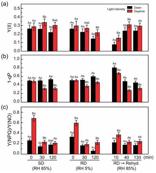 PSII photochemistry changes during RLC experiments under the given conditions. (a) Effective photosynthetic yield Y(II), (b) 1-qP value, and (c) Y(NPQ)/Y(NO) ratio. Each value indicates the average score ± standard deviation, calculated from the data in Figure S6. The average was calculated by two-way ANOVA, and its significant differences among the data were analyzed based on the Tukey’s HSD test (at p < 0.05) which was displayed with different letters; upper case letters indicate the effects of light intensity at the same time of desiccation (or rehydration) treatment, and lower case letters indicate the effects of desiccation (or rehydration) treatment at the same light condition. The ten biological replicates were used for each treatment (n = 10). Experiments were repeated at least two or three times using the same thalli after re-stabilizing at 50 μmol/m2/s light with an 18:6 light:dark cycle at 8 ◦C with hydration for a week. Black and red bars represent dawn light (50 μmol/m2/s) and daylight (220 μmol/m2/s), respectively. Y(NPQ), the efficiency of the regulated non-photochemical quenching reaction; Y(NO), the efficiency of the nonregulated non-photochemical quenching reaction; SD, slow desiccation; RD, rapid desiccation; RD→Rehyd., rehydration after 24 h of RD treatment