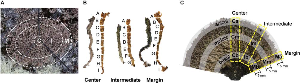 Sample preparation of Cladonia squamosa for microbiome analyses. (A) Top view of the lichen colony. Thalli were collected from central (C), intermediate (I), and marginal (M) positions. Central position was within 2 cm from the center of the colony and marginal position was within 2 cm from the edge of the colony. (B) Each thallus was sectioned by 3–5 mm interval for fine-scale microbiome analysis. (C) Side view of the sectioned lichen colony. Lichen thalli were collected from the Central, Intermediate, and Marginal positions in the colony and subsamples were prepared from the apical, middle, and basal parts of each thallus for statistical analysis