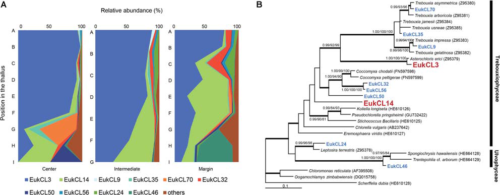 Algal composition along the thalli and phylogenetic tree of the major algal OTUs. (A) Relative abundance of 10 major algal OTUs (>0.5% relative abundance). Positions of thalli in the colony and labels of subsection were illustrated in Figure 1B. (B) Bayesian tree of 10 major algal OTUs with closely related reference sequences. Thick branches represent those that were conserved in Bayesian, ML, and MP analyses. Posterior probabilities and bootstrap values (>0.9 and >70%) were shown on corresponding branches (Bayesian/ML/MP). The tree was rooted with Scherffelia dubia (HE610128, Chlorodendrophyceae). Detailed information for relative abundance of each OTU was included in Supplementary Table S2