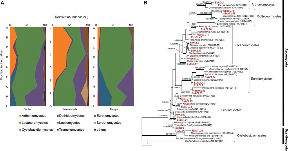 Lichen-associated fungal composition and phylogenetic tree of major fungal OTUs. (A) Composition of lichen-associated fungi at the class level along the vertical position of thalli. Positions of thalli in the colony and labels of subsection were illustrated in Figure 1B. (B) Bayesian tree of major OTUs (>0.5% relative abundance). Thick branches represent those that were conserved in Bayesian, ML, and MP analyses. Posterior probabilities and bootstrap values (>0.9 and >70%) were shown on corresponding branches (Bayesian/ML/MP). The tree was rooted with Cladochytrium replicatum (NG 027614, Chytridiomycota). Detailed information for relative abundance of classes and OTUs was included in Supplementary Tables S3,S4