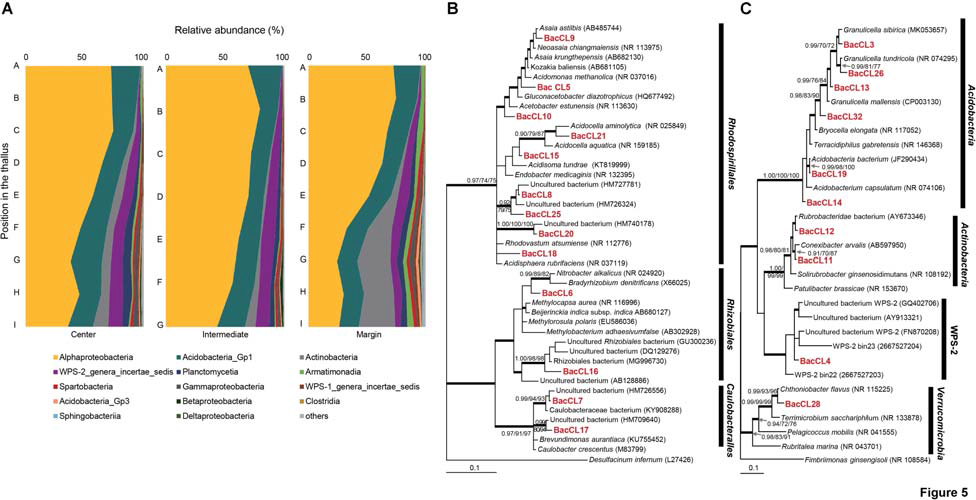 Bacterial composition and phylogenetic trees of major bacterial OTUs. (A) Bacterial composition at the class level along the vertical positions of the thalli. (B) Bayesian tree of major OTUs of Alphaproteobacteria. The tree was rooted with Desulfacinum infernum (L27426, Deltaproteobacteria). (C) Bayesian tree of major OTUs of other bacteria. The tree was rooted with Fimbriimonas ginsengisoli (NR_108584, Armatimonadetes). Thick branches represent those that were conserved in Bayesian, ML, and MP analyses. Posterior probabilities and bootstrap values (>0.9 and >70%) were shown on corresponding branches (Bayesian/ML/MP). Detailed information for relative abundance of each OTU was included in Supplementary Tables S5–S7