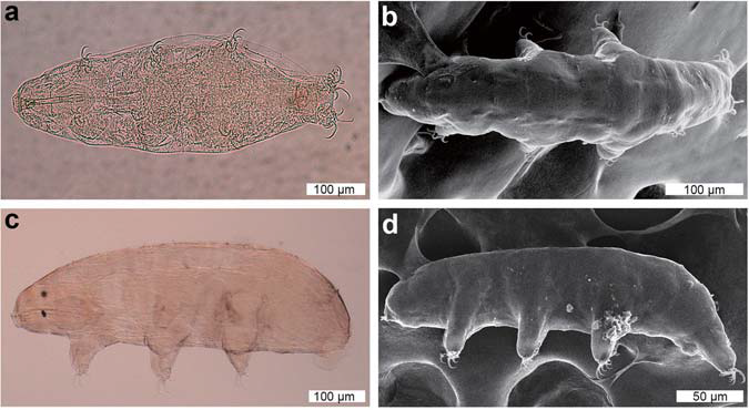 DIC and SEM images of Dactylobiotus ovimutans sp. nov. (a) The entire body of the holotype (DIC). (b–d) The paratypes. (b) The dorsal view (SEM). (c,d) The lateral view (DIC and SEM respectively)