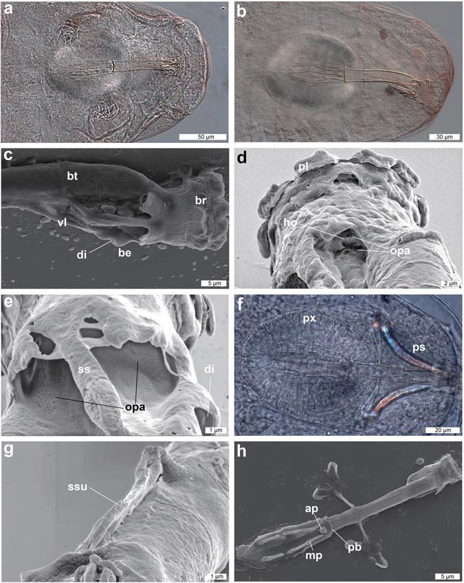 DIC and SEM images of the buccal-pharyngeal apparatus of Dactylobiotus ovimutans sp. nov. (a) The ventral view of the buccal-pharyngeal apparatus (DIC). (b) The lateral view of the buccal-pharyngeal apparatus (DIC). (c) The anterior part of the buccal-pharyngeal apparatus (SEM). (d,e) The oblique posterior view of the anterior part of the buccal-pharyngeal apparatus (SEM). (f) Buccal-pharyngeal apparatus with bended stylets of a live specimen of Dactylobiotus ovimutans sp. nov. (DIC). (g) Stylet support, which has collapsed back against the buccal tube (SEM). (h) Buccal-pharyngeal apparatus (SEM). ap: apophysis, be: bulbous expansion, br: buccal ring, bt: buccal tube, di: deep invagination, ho: hole, mp: macroplacoid, opa: oval perforated area, pb: pharyngeal bar, pl: peribuccal lamella, ps: piercing stylet, px: pharynx, ss: stylet sheath, ssu: stylet support, vl: ventral lamina