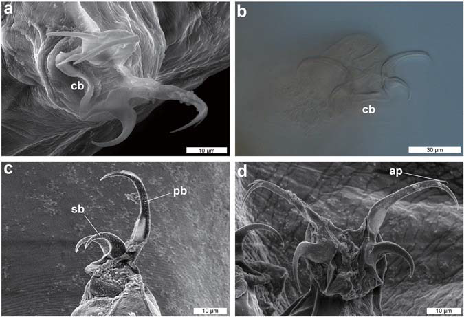 DIC and SEM images of the claw of Dactylobiotus ovimutans sp. nov. (a) The claw I (SEM). (b) The claw II (DIC). (c) The claw III (SEM). (d) The claw IV (SEM). ap: accessory point, cb: cuticular bar, pb: primary branch, sb: secondary branch