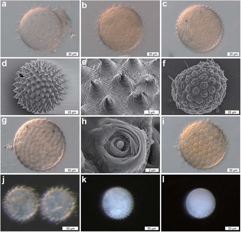 DIC, SEM, and stereoscopic microscope images of the eggs of Dactylobiotus ovimutans sp. nov. (a) An egg with 20 processes on the circumference (DIC). (b) An egg with 25 processes on the circumference (DIC). (c) An egg with 37 processes on the circumference (DIC). (d) An egg shell (SEM). (e) Processes of an egg (SEM). (f) An egg with uninflated processes (SEM). (g) An egg with uninflated processes (DIC). (h) An uninflated process (SEM). (i) An egg with partially inflated/uninflated processes (DIC). (j–l) Images of the eggs used for DNA extraction. (j) Two eggs with 25 and 22 processes on the circumference (stereoscopic). (k) An egg with 34 processes on the circumference (stereoscopic). (l) An egg with uninflated processes (stereoscopic)