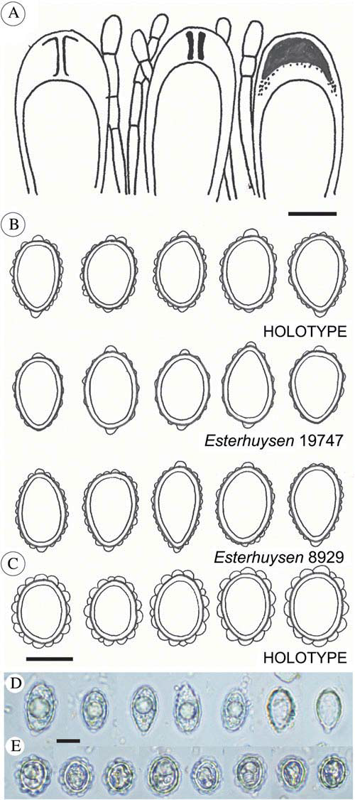 Psoroma capense and P. esterhuyseniae. A, ascus structures of P. capense. B, ascospore sketches of P. capense (from three collections). C, ascospore sketches of P. esterhuyseniae. D, ascospore micrographs of P. capense, from the holotype. E, ascospore micrographs of P. esterhuyseniae, from the holotype. Scales: A–C = 10 μm; D & E = 15 μm. In colour online