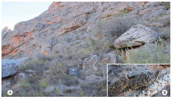 Psoroma capense. A, habitat of the holotype, in the crevice immediately to the right of the backpack. B, the holotype specimen prior to being collected. In colour online