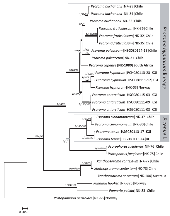 Bayesian tree based on concatenated sequences of ITS, nucLSU, mtSSU and Mcm7. Black thick branches indicate those that were conserved in maximum likelihood (ML) and maximum parsimony (MP). Grey thick branches indicate those that were conserved in ML or MP. Asterisks indicate that branches were conserved but not supported by high bootstrap values. Bayesian posterior probabilities (PP ≥ 0.90) and bootstrap values in ML and MP trees (≥ 80%) are indicated above or below the nearest branches (PP/ ML/MP). The geographical origins of the specimens are shown after the voucher number. KGI = King George Island, Antarctica; P. tenue l. = P. tenue lineage