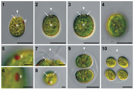 Light microscopy of Chloromonas deceptionensis sp. nov. strain KSF0090. Arrowheads indicate the papillae and arrows indicate contractile vacuoles. E, eyespot; N, nucleus. Fig. 1. Optical section of young cell with two flagella. Scale bar = 10 μm. Fig. 2. Optical section of mature cell with central nucleus. Scale bar = 10 μm. Fig. 3. Optical section of mature cell with two contractile vacuoles. Scale bar = 10 μm. Fig. 4. Surface view of cell with irregular slits in the chloroplast. Scale bar = 10 μm. Fig. 5. Circular eyespot. Scale bar = 2 μm. Fig. 6. Oblong-elliptical eyespot. Scale bar = 2 μm. Fig. 7. Contractile vacuole located near the base of the flagella. Scale bar = 2 μm. Fig. 8. Top view with two contractile vacuoles. Scale bar = 2 μm. Fig. 9. Zoosporangium with two daughter cells. Scale bar = 10 μm. Fig. 10. Zoosporangium with four daughter cells. Scale bar = 10 μm