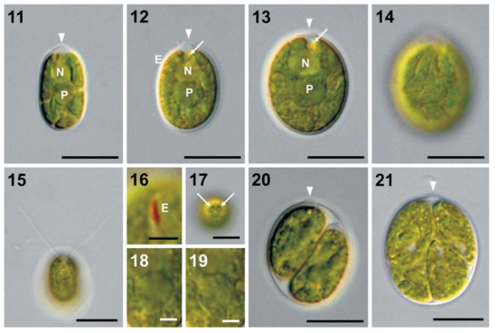 Light microscopy of Ostravamonas greenwichensis sp. nov. strain KSF0208. Arrowheads indicate the papillae and arrows indicate contractile vacuoles. E, eyespot; N, nucleus; P, pyrenoid. Fig. 11. Optical section of young cell. Scale bar = 10 μm. Fig. 12. Optical section of mature cell with an eyespot. Scale bar = 10 μm. Fig. 13. Optical section of mature cell with cup-shaped chloroplast containing a pyrenoid. Scale bar = 10 μm. Fig. 14. Surface view of cell with irregular slits in the chloroplast. Scale bar = 10 μm. Fig. 15. Two equal flagella. Scale bar = 10 μm. Fig. 16. Linear eyespot. Scale bar = 2 μm. Fig. 17. Top view with two contractile vacuoles. Scale bar = 2 μm. Fig. 18. Spherical pyrenoid. Scale bar = 2 μm. Fig. 19. Surface view of starch plates covering the pyrenoid. Scale bar = 2 μm. Fig. 20. Zoosporangium with two daughter cells. Scale bar = 10 μm. Fig. 21. Zoosporangium with four daughter cells. Scale bar = 10 μm