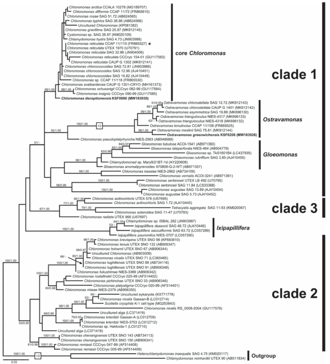 Maximum likelihood tree of the phylogroup Chloromonadinia constructed from SSU rDNA sequences. Numbers at each node are the Maximum Likelihood (> 50%, left) and Bayesian probability (> 0.95, right). Chloromonas clades 1, 2 and 3 were delimited according to Hoham et al. (2002). New sequences are in bold; the asterisk marks the authentic strain of C. reticulata, the type species of Chloromonas