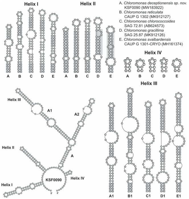 Secondary structure of ITS2 rDNA sequences among the species of the core group of Chloromonas. The helix III of five strains consists of two sub-helices and the comparable positions were found in sub-helix 1. The compensatory base changes (CBCs) and hemi-CBCs are marked by grey boxes