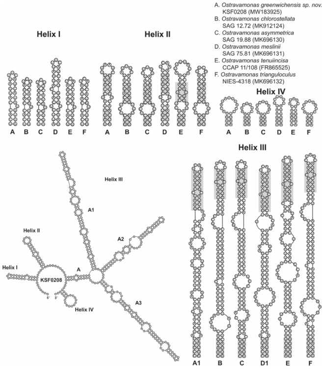 Secondary structure of ITS2 rDNA sequences among species of Ostravamonas. The helix III of O. greenwichensis sp. nov. and O. meslinii consists of three subhelices and the comparable positions were found in sub-helix 1. The compensatory base changes (CBCs) and hemi-CBCs are marked by grey boxes