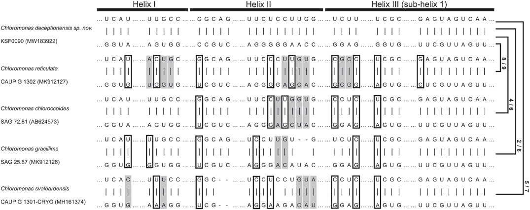 Comparison of ITS2 secondary structure of Chloromonas deceptionensis sp. nov. with other core Chloromonas clade species. Hyphens (-) and dots (. . .) indicate gaps and omitted regions, respectively. The positions marked by grey boxes and empty boxes respectively indicate the presence of compensatory base changes (CBCs) and hemi-CBCs compared to the C. deceptionensis. Numbers of CBCs and hemi-CBCs are indicated on the right