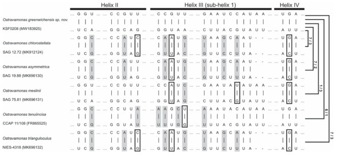 Comparison of ITS2 secondary structure of Ostravamonas greenwichensis sp. nov. with other Ostravamonas clade species. Hyphens (-) and dots (. . .) indicate gaps and omitted regions, respectively. The positions marked by grey boxes and empty boxes respectively indicate the presence of compensatory base changes (CBCs) and hemi-CBCs compared to the O. greenwichensis. Numbers of CBCs and hemi-CBCs are indicated on the right