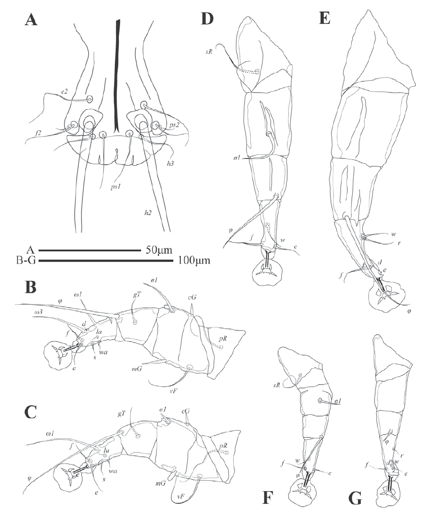 Alloptes (Sternalloptes) antarcticus sp. nov., details A opisthosoma of male, dorsal view B leg I of male C leg II of male D leg III of male E leg IV of male F leg III of female G leg IV of female