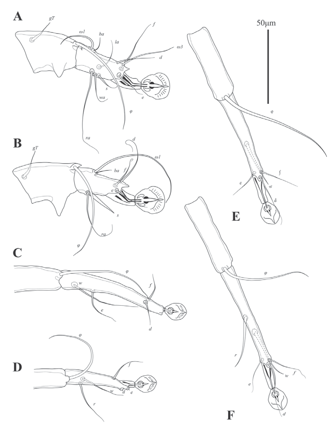 Ingrassia chionis sp. nov., legs A tibia and tarsus I of male B tibia and tarsus II of male C tibia and tarsus III of male D tibia and tarsus IV of male E tibia and tarsus III of female F tibia and tarsus IV of female