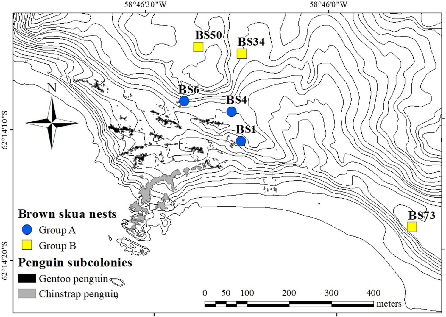 The map of Narębski Point in the 2016/2017 breeding season. Gentoo Penguin (Pygoscelis papua) subcolonies (black polygons) and Chinstrap Penguin (P. antarcticus) subcolonies (gray polygons) and two groups of monitored breeding Brown Skua (Stercorarius lonnbergi) nests are marked with blue circle (Group A) and yellow rectangle (Group B)