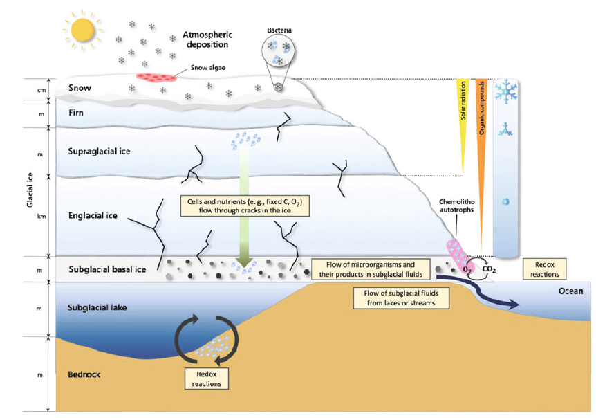 Six ecological zones of snow, firn, supraglacial ice, englacial ice, subglacial basal ice, and subglacial lake. Microbial communities inhabit a distinct cryosphere environment and adapt to its conditions. The ice was a transformation from snow to glacial ice when the top of the snow gradually compressed under internal pressure and turned into a glacier. Cells and nutrients flow through cracks in the ice. This figure is a modification of Fig. 2A in Boetius et al. (2015)