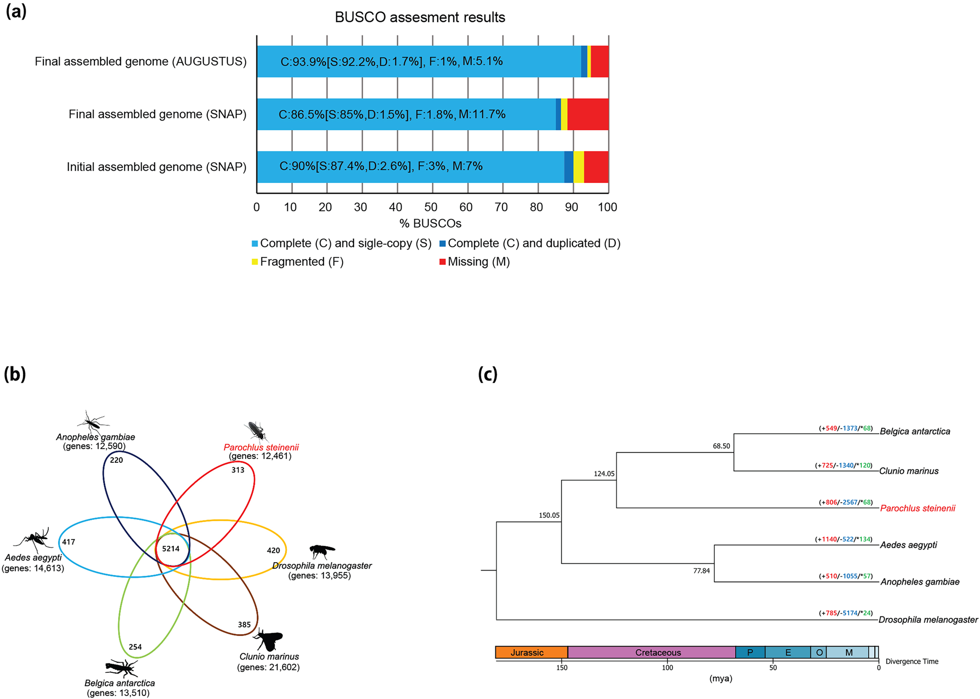 BUSCO assessment of gene set and Comparison of P. steinenii protein-coding genes. (a) Completeness assessment of gene sets using BUSCO. The BUSCO dataset of the Insecta odb9 were used to assess the gene sets predicted from the initial assembled genome using SNAP and the gene sets from the final assembled genome using SNAP or AUGUSTUS. (b) Venn diagram of orthologous gene families among six dipteran genomes. (c) Lineage-specific gene gains and losses in six dipteran genomes. The number of gene gains, losses, and the rapidly evolving gene families were marked in red, blue, and green, respectively. E, M, O, and P denote Eocene, Miocene, Oligocene, and Paleocene, respectively. The aligned sequences of orthologous gene families were used to construct a phylogenetic tree using FastTree (v.2.1.10) and divergence time between species was inferred using TimeTree