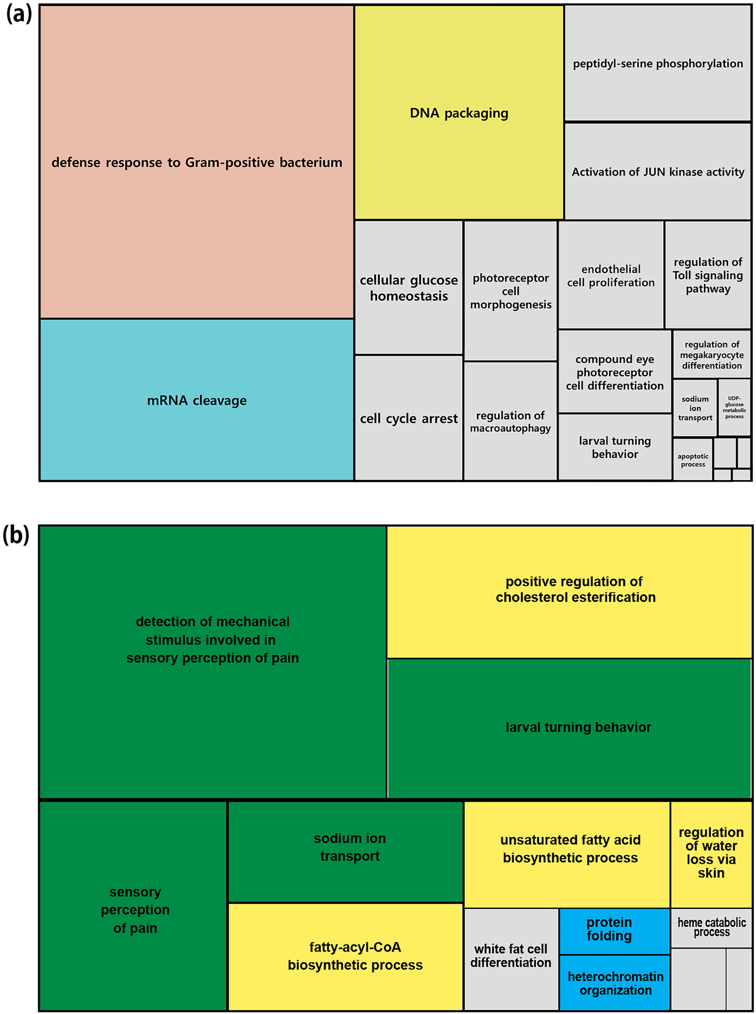 Enriched GO term of rapidly evolving gene families in P. steinenii. (a) TreeMap summarized from the redundant GO terms using REVIGO for all GO terms linked to rapidly evolving gene families. (b) GO terms linked to 25 P. steinenii-specific gene families. Enriched biological process terms were visualized using REVIGO. The terms “detection of mechanical stimulus involved in sensory perception of pain,” “larval turning behavior,” “sensory perception of pain,” and “sodium ion transport” were related to expansions of pickpocket protein 28 gene family (group51) and group6074. “Positive regulation of cholesterol esterification,” “fatty-acyl-CoA biosynthetic process”, and “unsaturated fatty acid biosynthetic process” were related to the expanded acyl-CoA delta desaturase gene family (group1599), and “protein folding” was related to the expanded Hsc70 gene family (group513)