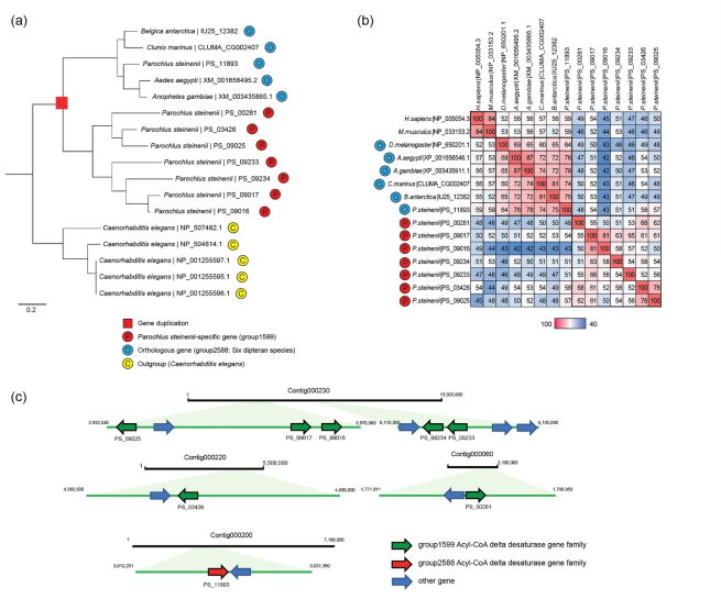 The expanded acyl-CoA delta desaturase gene family of P. steinenii. (a) Phylogenetic analysis of acyl-CoA desaturase genes in the P. steinenii-specific gene family (group1599) and orthologous gene family (group2588). Orthologous gene families in C. elegans were designated as outgroups. Numbers at nodes are bootstrap values from 1000 replicates and GenBank accession numbers are indicated at the ends of branches. (b) Amino acid sequence similarity matrix of acyl-CoA delta desaturase genes. P. steinenii-specific acyl-CoA delta desaturase (group1599), orthologous groups of acyl-CoA delta desaturase among in six insect species (group2588), stearoyl-CoA desaturase NP_005054.3 (Homo sapiens), and NP_033153.2 (Mus musculus) were used for the similarity matrix. Percent identities were calculated using the result of BlastP. (c) Expanded acyl- CoA delta desaturase gene families identified in the P. steinenii genome. P. steinenii-specific gene families are indicated by green arrows and orthologous genes are indicated by red arrows. Other genes are indicated in blue arrows. Each arrow indicates a gene orientation (5′ → 3′)