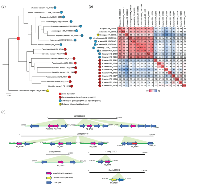 The expanded Hsc70 gene family of P. steinenii. (a) Phylogenetic analysis of Hsc70 genes in the P. steinenii-specific gene family (group513) and orthologous gene family (group441). Orthologous gene families in C. elegans were designated as outgroups. Numbers at nodes are bootstrap values from 1000 replicates and GenBank Accession numbers are indicated at the ends of branches. (b) Amino acid sequence similarity matrix of Hsc70 genes. P. steinenii-specific Hsc70 (group513), orthologous groups of Hsc70 genes among in six insect species (group441), NP_006588.1 (H. sapiens), NP_034609.2 (M. musculus), and NP_503068.1 (C. elegans) were used for the similarity matrix. Percent identities were calculated using the result of BlastP. (c) Expanded Hsc70 gene families identified in the P. steinenii genome. P. steinenii-specific gene families are indicated by pink arrows and orthologous genes are indicated by yellow arrows. Other genes are indicated in blue arrows. Each arrow indicates a gene orientation (5′ → 3′)