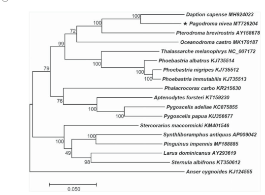 Phylogenetic tree of P. nivea and 17 related taxa. A total of 13 PCGs in mitochondrial genome were aligned and used to generate a maximum likelihood phylogenetic tree. The numbers in the nodes indicate bootstrap support values (>50%) from 1000 replicates