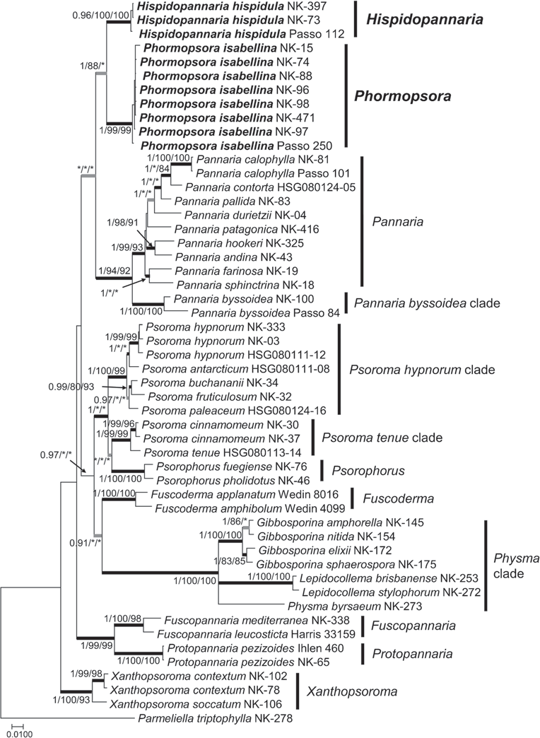 Bayesian tree based on combined sequences of ITS, LSU, mtSSU, and MCM7. Black thick branches indicate those that were conserved in both ML and MP trees. Grey thick branches indicate those that were conserved in one of ML or MP trees. Bayesian posterior probabilities (PP ≥ 0.90) and bootstrap values in ML and MP trees (≥ 80%) are indicated above or under the near branches (PP/ ML/MP). Asterisks indicate branches that were not supported by high bootstrap values