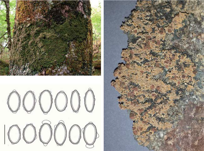 Hispidopannaria hispidula. a The specimen Elvebakk 07:309, photographed in the field when moist. The specimen to the left measures 30 cm across. b The specimen Mahu s.n., B 60 0166453. c Ascospores of Hispidopannaria hispidula (above, two Cuvertino 60 spores to the right) and H. dasyclada (below). Scale-bar 15 μm