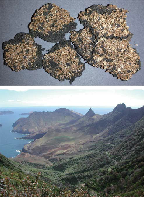 Hispidopannaria dasyclada. a The specimen Kunkel 307, 6& 7. b View of the type locality of H. dasyclada at the slope of Cerro Tres Puntas (mountain with three peaks in the background) in Isla Robinson Crusoe