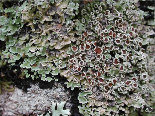 Phormopsora isabellina photographed in the field in Chile, specimen Elvebakk06:503 (TROM)