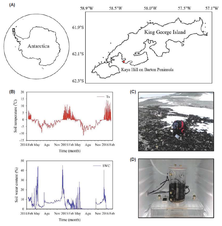 (A) Overview of Antarctica and a map of King George Island with the sampling location indicated in red, (B) Temporal variation of soil temperature (Ts) and soil water content (SWC); measured hourly from February 2014 to February 2016, (C) Photo of the sampling location (February 2016), and (D) Microcosm system with the bottomless acrylic column used for incubating maritime Antarctic tundra soils