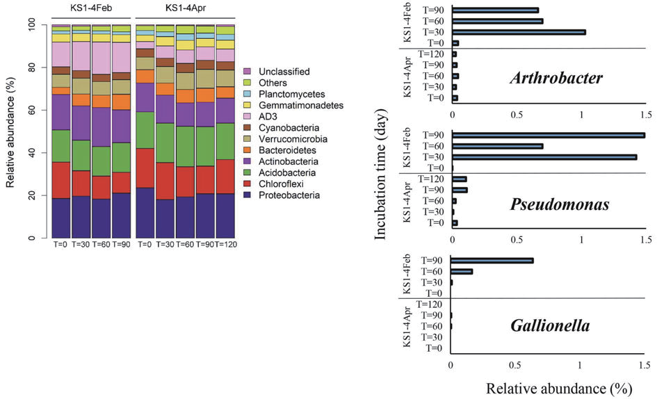 (A) Comparison of bacterial phylum distribution throughout the incubation time. (B) Relative abundances of the major genera (%) detected during microcosm incubation