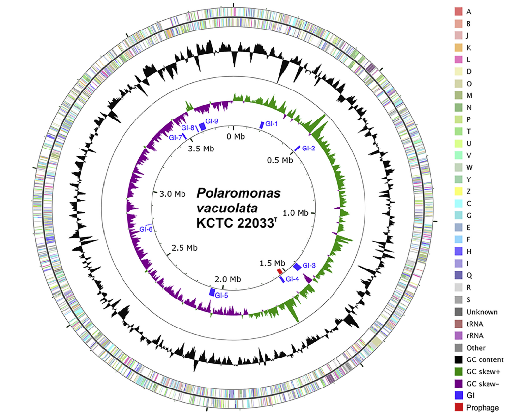 Circular map of the Polaromonas vacuolata KCTC 22033T genome. From outside to the center: Genes on forward strand, Genes on reverse strand, GC content (black), GC skew (green/violet), GI (Genomic islands, blue), and prophage (red). Individual genes are colored by COG categories: A (RNA processing and modification), B (Chromatin structure and dynamics), J (Translation, ribosomal structure and biogenesis), K (Transcription), L (Replication, recombination and repair), D (Cell cycle control, cell division, chromosome partitioning), O (Posttranslational modification, protein turnover, chaperones), M (Cell wall/membrane/envelop biogenesis), N (Cell motility), P (Inorganic ion transport and metabolism), T (Signal transduction mechanisms), U (Intracellular trafficking, secretion and vesicular transport), V (Defense mechanisms), W (Extracellular structures), Y (Nuclear structure), Z (Cytoskeleton), C (energy production and conversion), G (Carbohydrate transport and metabolism), E (Amino acid transport and metabolism), F (Nucleotide transport and metabolism), H (Coenzyme transport and metabolism), I (Lipid transport and metabolism), Q (Secondary metabolites biosynthesis, transport and catabolism), R (General functional prediction only), and S (Function unknown). Genes lacking significant matches to COG were considered Unknown. tRNAs shown in pale brown, rRNAs in light violet, other RNAs in grey, genomic islands in blue, and prophage in red. (For interpretation of the references to colour in this figure legend, the reader is referred to the web version of this article.)